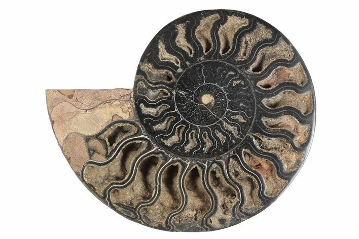 Cut & Polished Ammonite Fossil (Half) - Unusual Black Color #244961